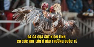 Đá Gà Cựa Sắt 23win - Trải Nghiệm Ấn Tượng Kê Thủ Đừng Bỏ Lỡ