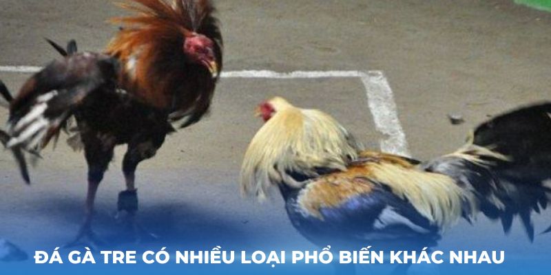 Đá gà tre có nhiều loại phổ biến khác nhau