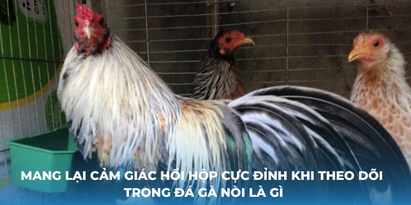 Mang lại cảm giác hồi hộp cực đỉnh khi theo dõi